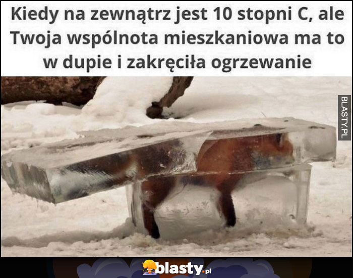 Kiedy na zewnątrz jest 10 stopni ale wspólnota ma to w dupie i zakręciła ogrzewanie lis zamarzł