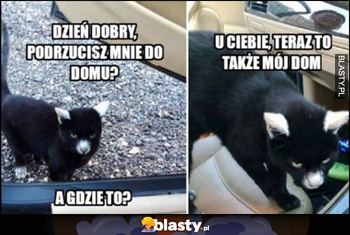 Kot: dzień dobry, podrzucisz mnie do domu? A gdzie to? U ciebie, teraz to także mój dom