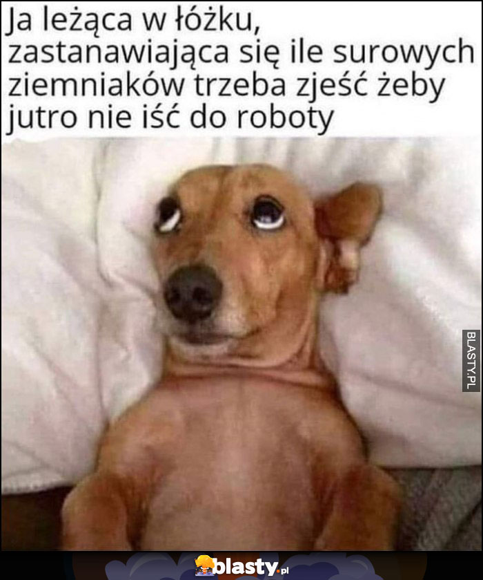 Pies ja leżąca w łóżku zastanawiająca się ile surowych ziemniaków trzeba zjeść żeby jutro nie iść do roboty