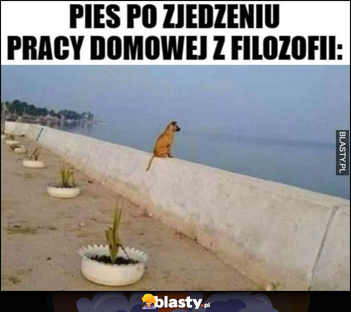 Pies po zjedzeniu pracy domowej z filozofii patrzy na morze ocean