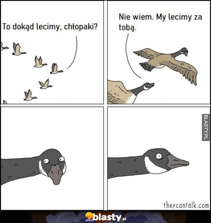 Ptaki dokąd lecimy chłopaki, nie wiem my lecimy za tobą komiks