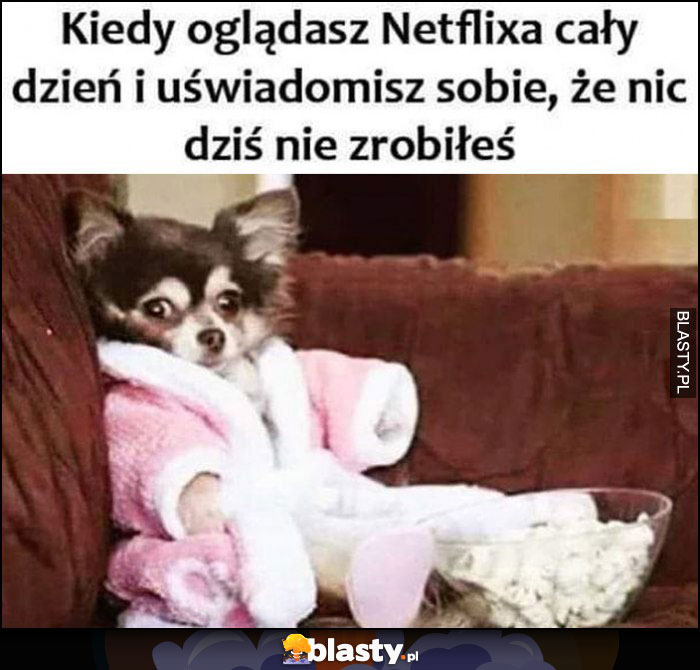 Kiedy oglądasz Netflixa cały dzień i uświadomisz sobie, że nic dziś nie zrobiłeś pies piesek