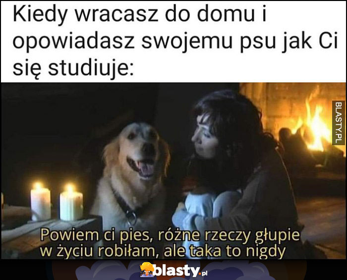 Kiedy wracasz do domu i opowiadasz swojemu psu jak Ci się studiuje: powiem ci pies, różne głupie rzeczy w życiu robiłam, ale taką to nigdy