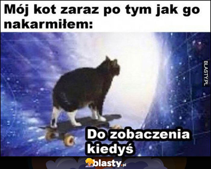 Mój kot zaraz po tym jak go nakarmiłem: do zobaczenia kiedyś