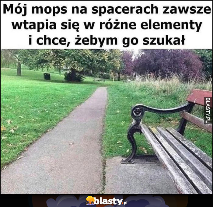 Mój mops na spacerach zawsze wtapia się w otoczenie i chcę żebym go szukał