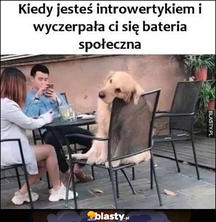 Kiedy jesteś introwertyczna i wyczerpała ci się bateria społeczna znudzony pies