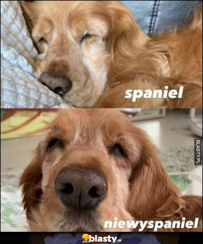 Pies spaniel niewyspaniel dosłownie porównanie
