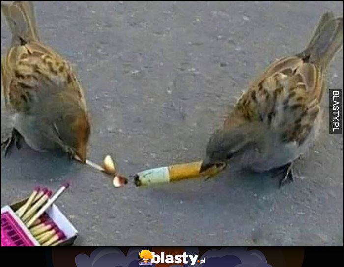 Ptak odpala papierosa drugiemu ptakowi