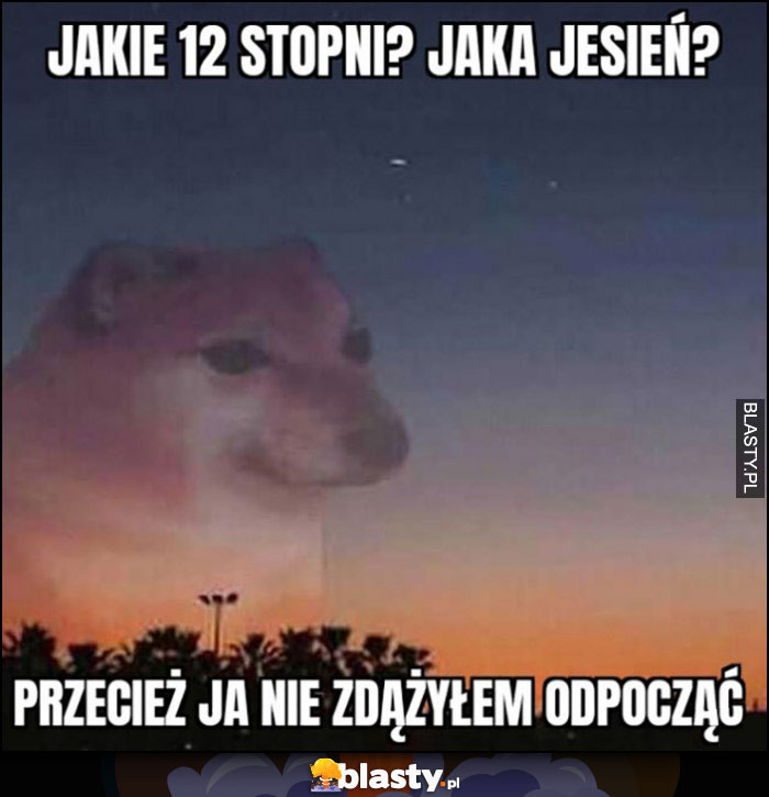 Jakie 12 stopni? Jaka jesień? Przecież ja nie zdążyłem odpocząć pies pieseł doge