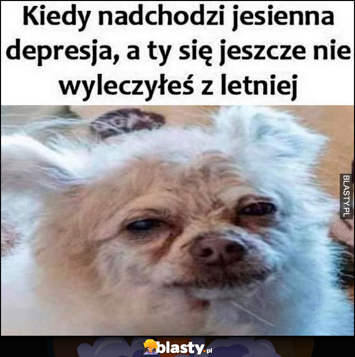 Kiedy nadchodzi jesienna depresja a ty się jeszcze nie wyleczyłeś z letniej pies piesek