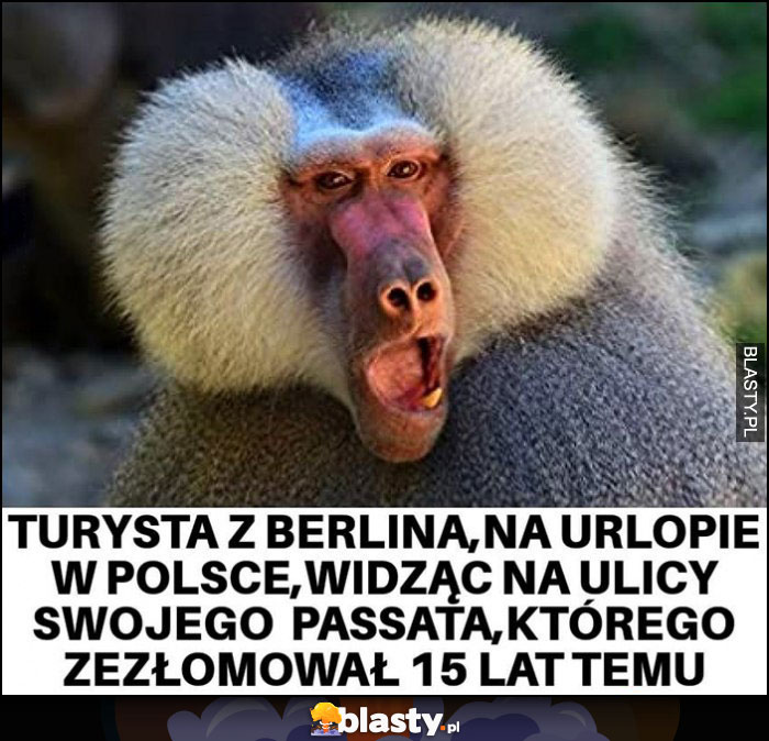 Turysta z Berlina na urlopie w Polsce widząc swojego Passata, którego zezłomował 15 lat temu