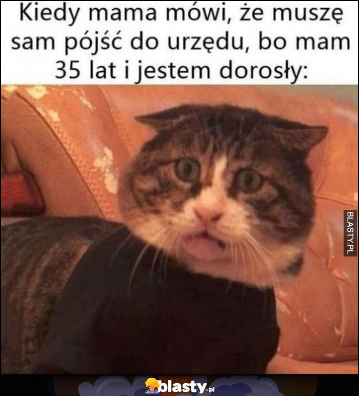 Kiedy mama mówi, że muszę sam pójść do urzędu, bo mam 35 lat i jestem dorosły zdziwiony kot