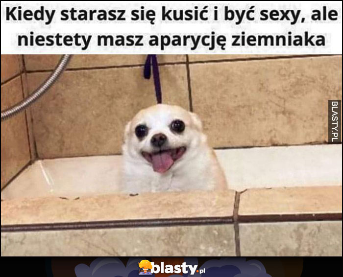 Kiedy starasz się kusić i być sexy, ale niestety masz aparycję ziemniaka pies piesek