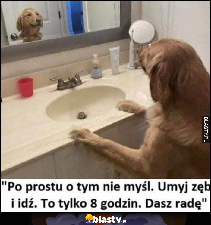 Po prostu o tym nie myśl, umyj zęby i idź, to tylko 8 godzin, dasz radę. Pies przed lustrem