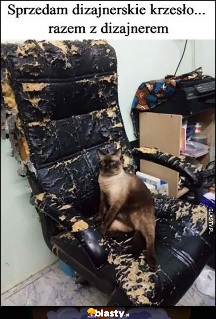 Kot sprzedam dizajnerskie krzesło razem z dizajnerem