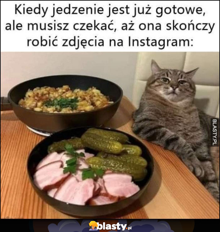 Kot Stepan kiedy jedzenie jest już gotowe, ale musisz czekać, aż ona skończy robić zdjęcia na Instagram