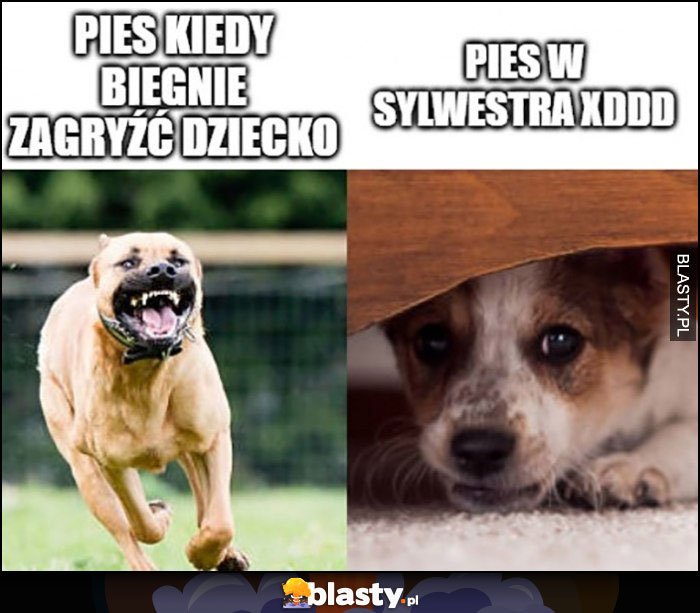 Pies kiedy biegnie zagryźć dziecko vs pies w sylwestra