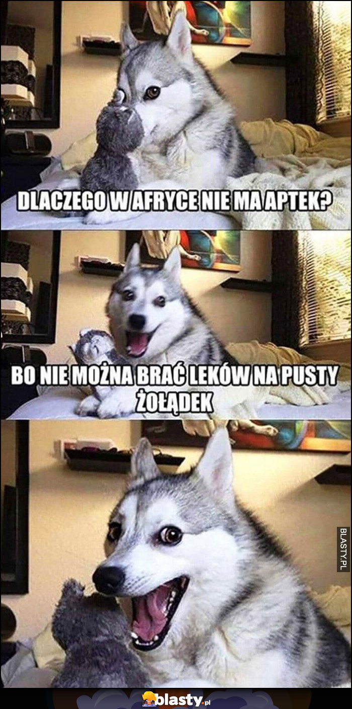 Pies żart dowcip dlaczego w Afryce nie ma aptek? Bo nie można brać leków na pusty żołądek