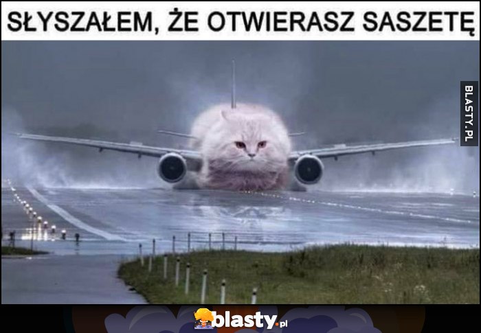 Kot samolot ląduje: słyszałem, że otwierasz saszetę przeróbka photoshop