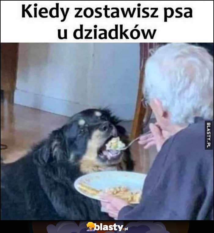 Kiedy zostawisz psa u dziadków babcia go karmie pasie obiadem z talerz