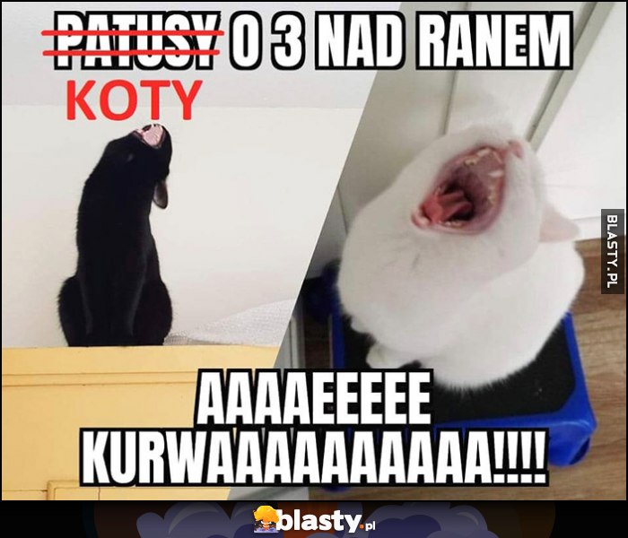 Koty jak patusy o 3 nad ranem wyją drą ryja