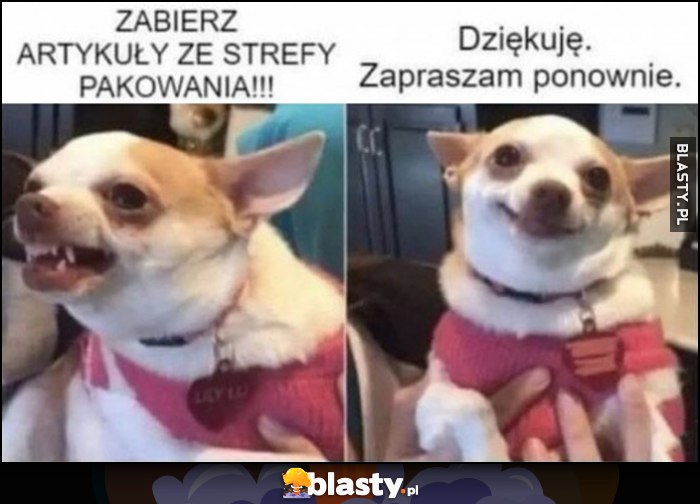 Pies piesek zabierz artykuł ze strefy pakowania, dziękuję zapraszam ponownie kasa automatyczna