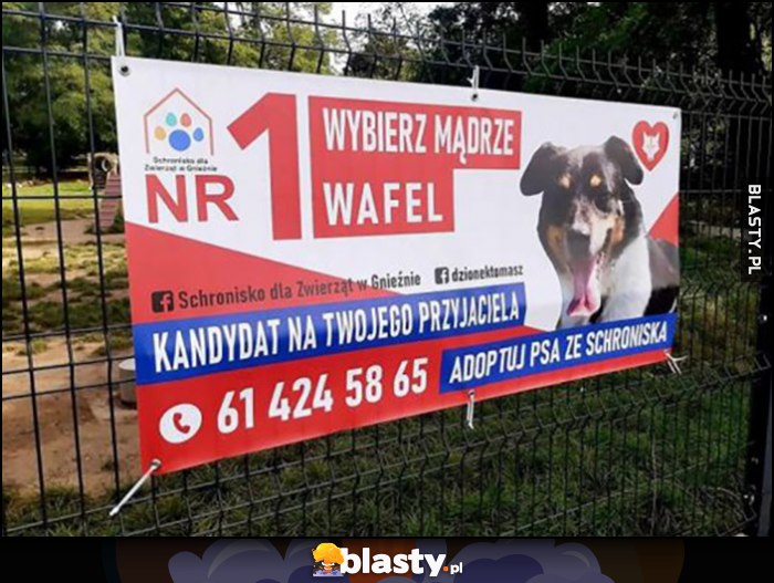 Kreatywny plakat wyborczy pies ze schroniska kandydat na Twojego przyjaciela