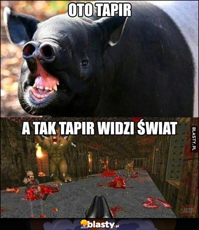 Oto tapir, a tak tapir widzi świat gra Doom dwururka