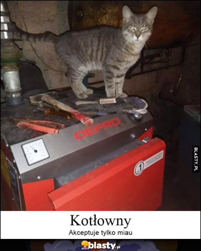 Kot łowny kotłowny akceptuje tylko miau miał