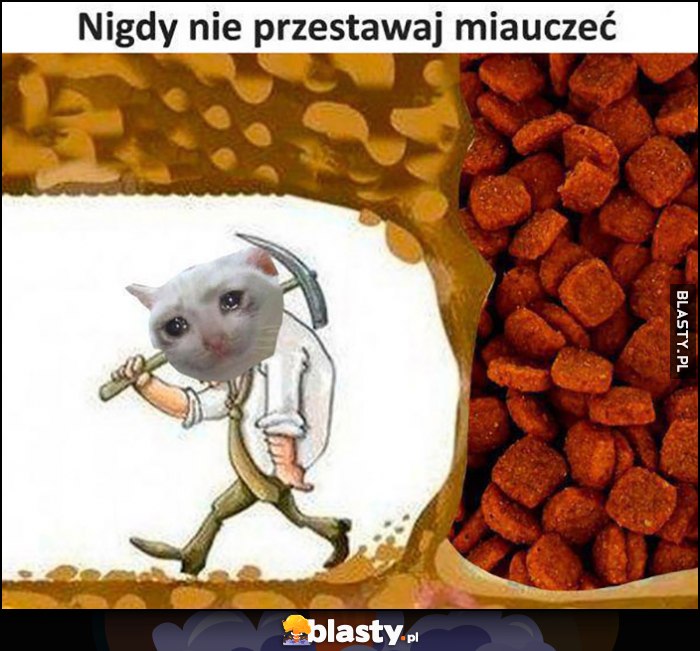 Nigdy nie przestawaj miauczeć kot prawie dokopał się do karmy