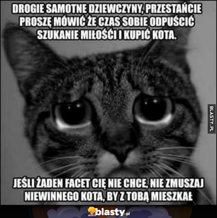 Drogie samotne dziewczyny, przestańcie mówić, że czas sobie odpuścić szukanie miłości i kupić kota, jeśli żaden facet cię nie chce, nie zmuszaj niewinnego kota, by z tobą mieszkał