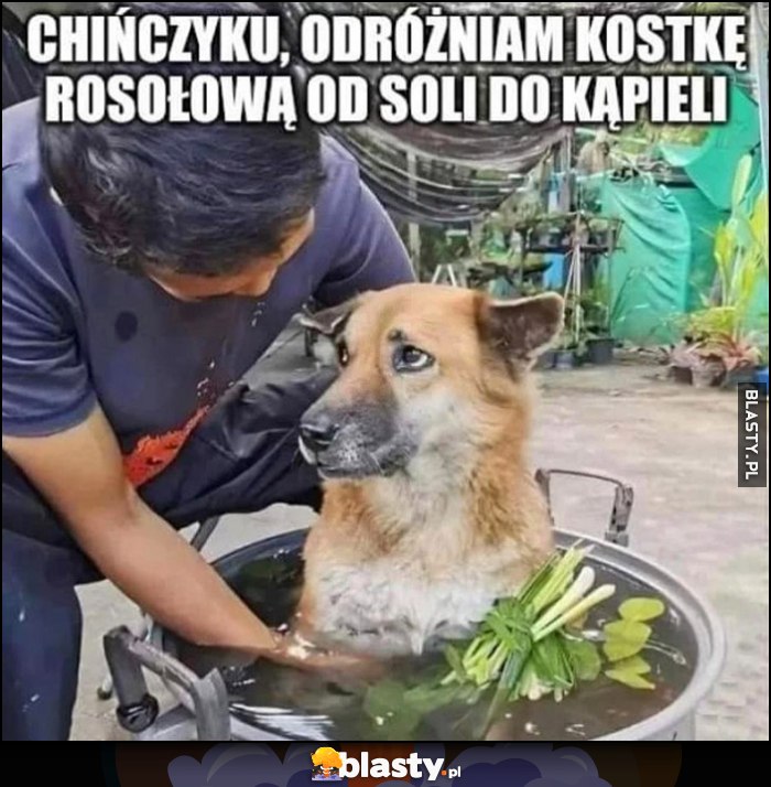 Pies w zupie chińczyku odróżniam kostkę rosołowa od soli do kąpieli