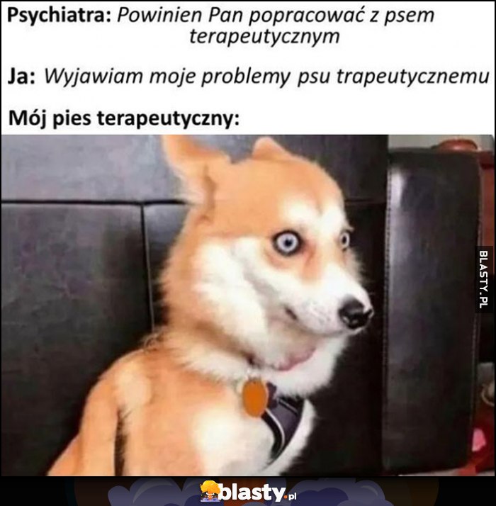 Psychiatra: powinien pan popracować z psem terapeutycznym, ja: wyjawiam moje problemy psu, mój pies terapeutyczny: zszokowany