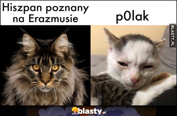 Hiszpan poznany na Erazmusie vs p0lak kot koty