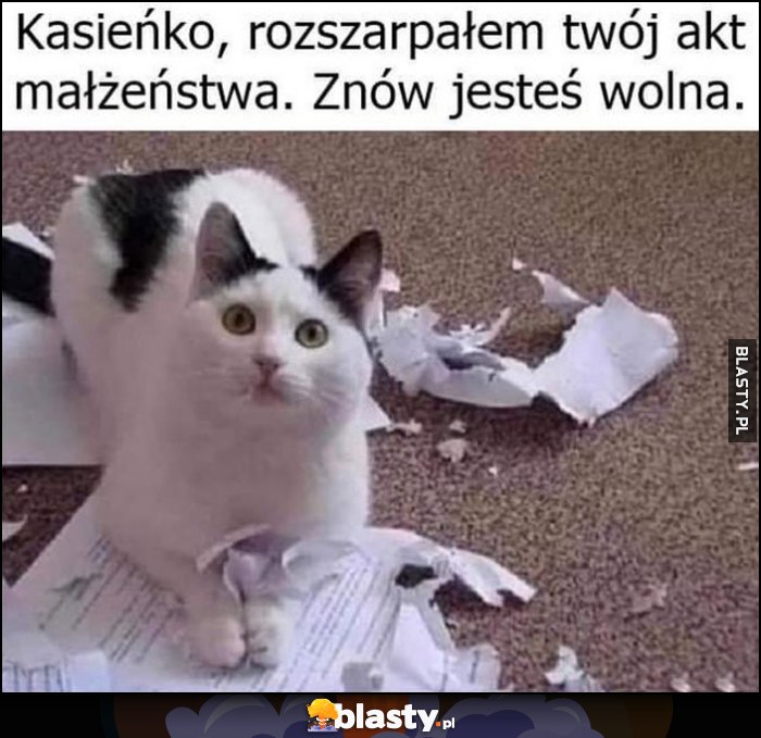 Kot kotek Kasieńko, rozszarpałem twój akt małżeństwa, znów jesteś wolna