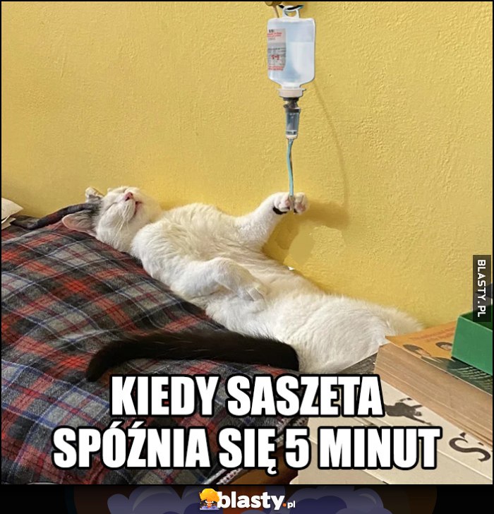 Kot kotek kroplówka kiedy saszeta spóźnia się 5 minut kroplówka