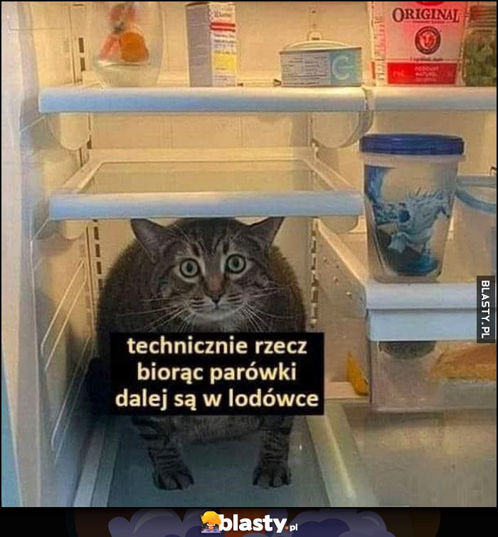 Kot w lodówce: technicznie rzecz biorąc parówki dalej sa w lodówce