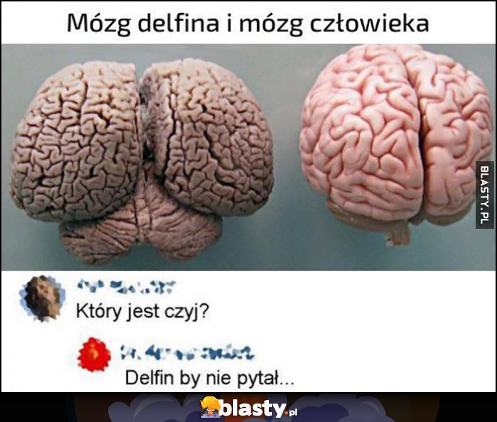 Mózg delfina i mózg człowieka, który jest czyj, delfin by nie pytał