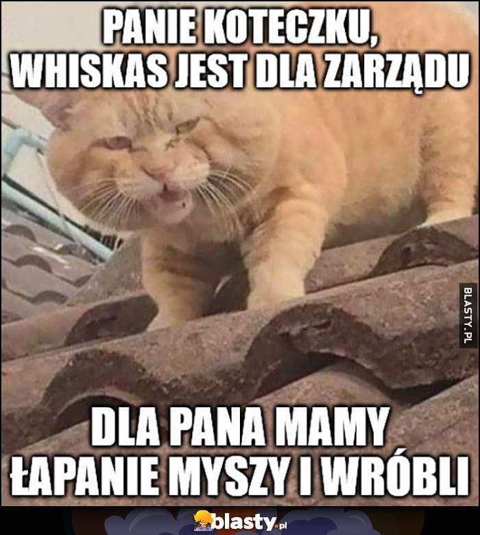 Panie koteczku Whiskas jest dla zarządu, dla pana mamy łapanie myszy i wróbli kot kotek