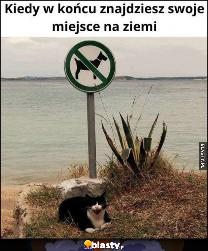 Kiedy w końcu znajdziesz swoje miejsce na ziemi kot kotek znak zakaz psów