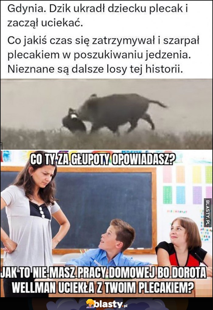 Gdynia dzik ukradł dziecku plecak i zaczął uciekać, co ty za głupoty opowiadasz, jak to nie masz pracy domowej bo Dorota Wellman uciekła z Twoim plecakiem?