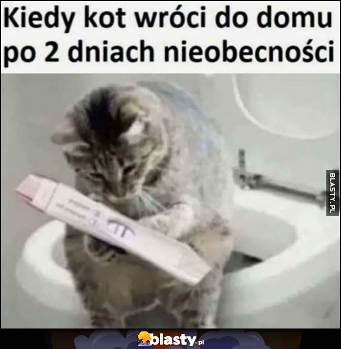 Kiedy kot wróci do domu po 2 dniach nieobecności test ciążowy w ciąży