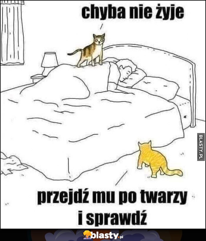 Facet śpi, kot koty: chyba nie żyje, przejdź mu po twarzy i sprawdź