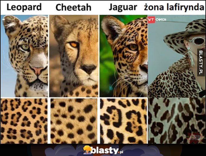 Gepard, lampart, jaguar, żona lafirynda