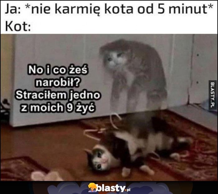 Ja: nie karmię kota od 5 minut, kot: no i co żeś narobił? Straciłem jedno z moich 9 żyć