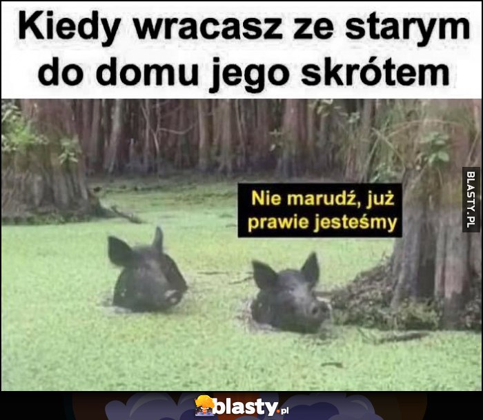 Kiedy wracasz ze starym do domu jego skrótem: nie marudź już prawie jesteśmy dziki bagno