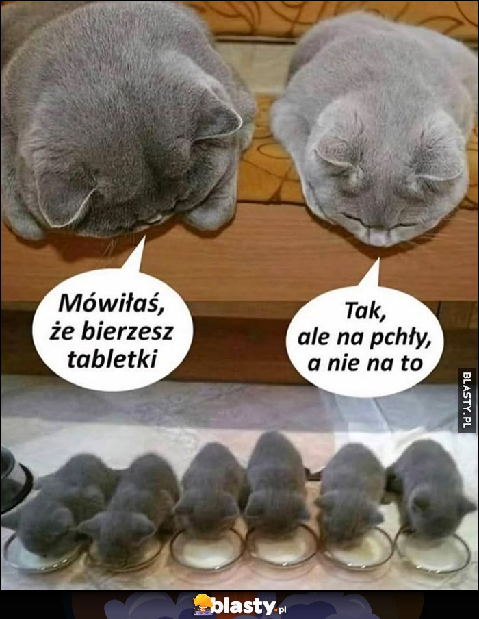 Mówiłaś, że bierzesz tabletki, tak ale na pchły, a nie na to. Kot koty kocięta