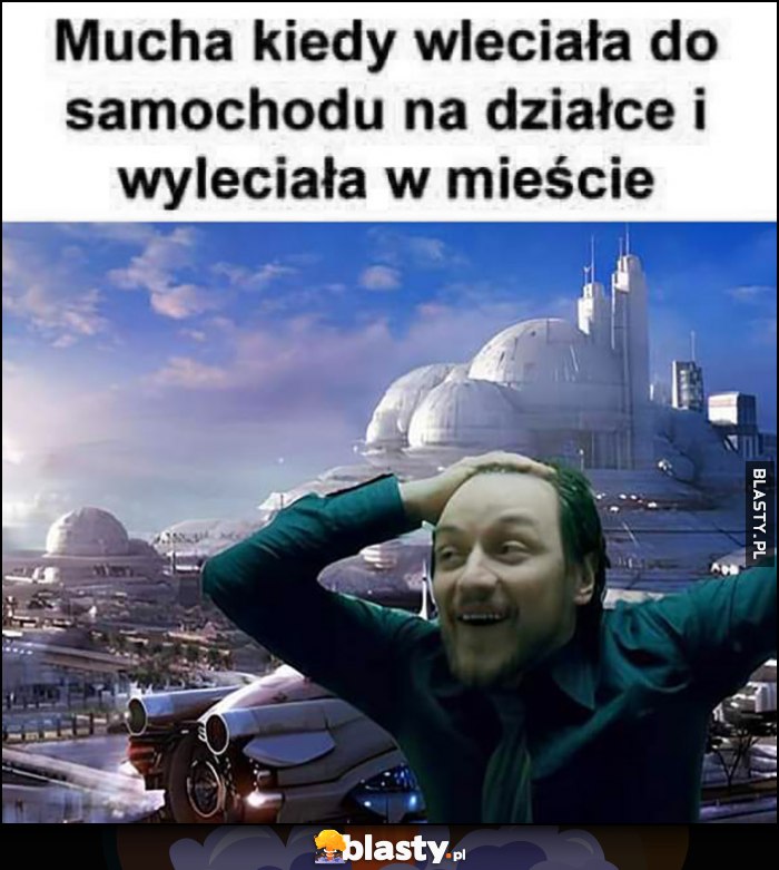 Mucha kiedy wleciała do samochodu na działce i wyleciała w mieście