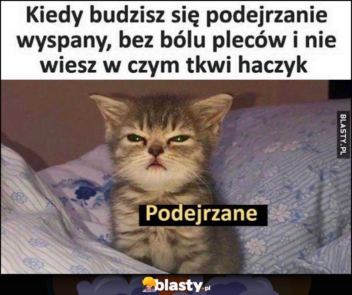 Kiedy budzisz się podejrzanie wyspany, bez bólu pleców i nie wiesz w czym tkwi haczyk podejrzane kot kotek