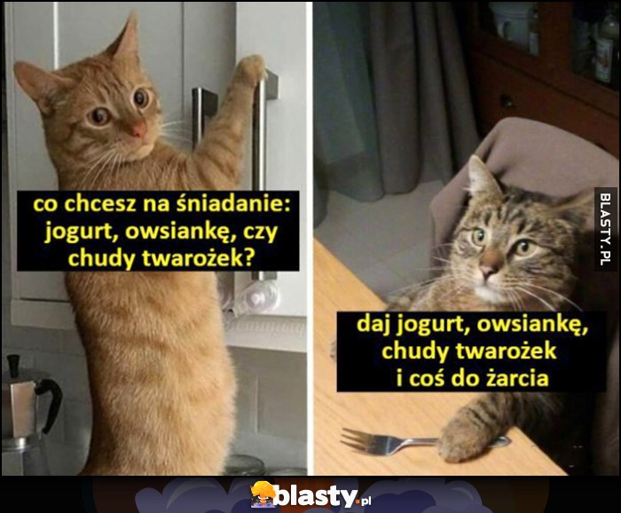 Kot kotek: co chcesz na śniadanie: jogurt, owsiankę czy chudy twarożek. Daj wszystko i coś do żarcia